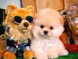Irk Ve Sağlık Garantili Pomeranian Boo Yavrularımız