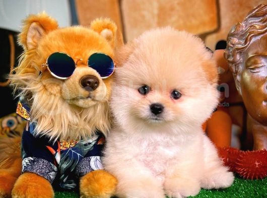 Irk Ve Sağlık Garantili Pomeranian Boo Yavrularımız görsel