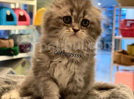 Longhair Scottish Fold Erkek Yavrumuz görsel