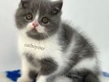 Sevimli  Bi Color British Shorthair Yavrumuz