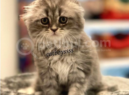 Longhair Scottish Fold Erkek Yavrumuz görsel