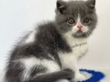 Sevimli  Bi Color British Shorthair Yavrumuz