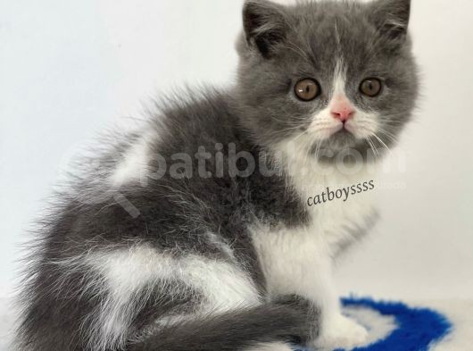 Sevimli  Bi Color British Shorthair Yavrumuz görsel