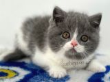Sevimli  Bi Color British Shorthair Yavrumuz