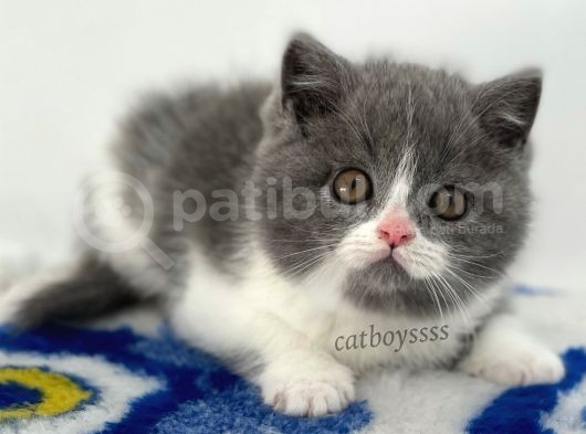Sevimli  Bi Color British Shorthair Yavrumuz görsel