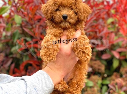 Muhteşem Red Toy Poodle Erkek Yavrumuz