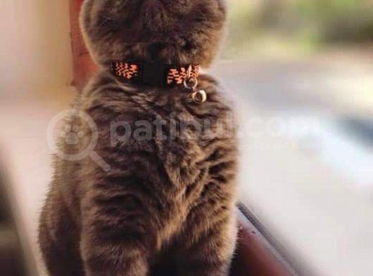 Scottish Fold & Scottis Straight & British Shorthair Yavrularımız Sizi Bekliyor