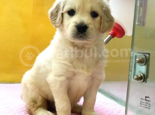 Golden Retriever Yavruları görsel