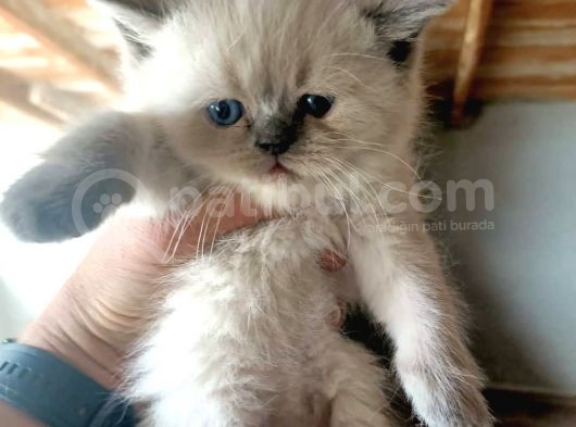 Scottish Fold Blue Point A Plus 1 Haftaya Teslim Koca Kafa Yavrular görsel