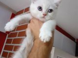 Scottish Fold & Scottis Straight & British Shorthair Yavrularımız Sizi Bekliyor