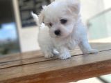 Maltipoo Yavru