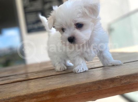 Maltipoo Yavru görsel