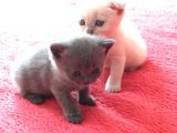 En Kali̇teli̇ Safkan Scottish Fold