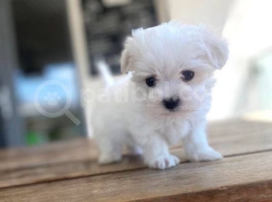 Maltipoo Yavru görsel
