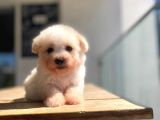 Maltipoo Yavru