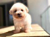 Maltipoo Yavru