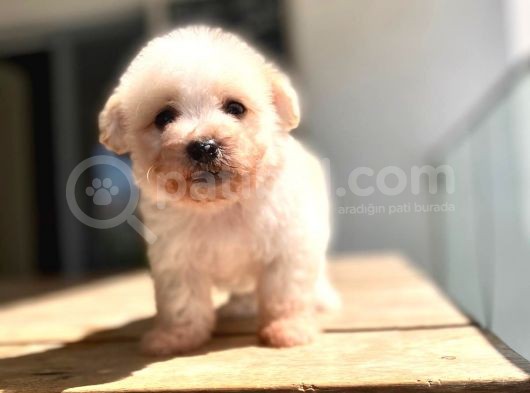 Maltipoo Yavru görsel