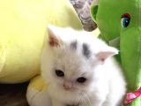 Bri̇ti̇sh Yavru Yuva Ariyor