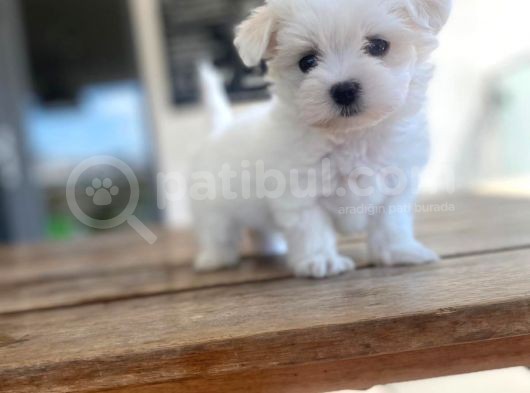 Maltipoo Yavru