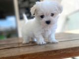 Maltipoo Yavru
