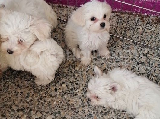 Anne Altından Maltese Terrier Yavrularımız görsel
