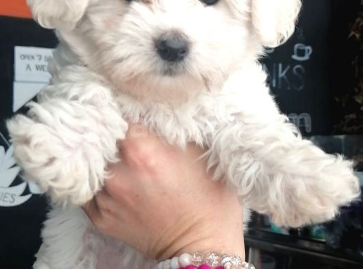 Anne Altından Maltese Terrier Yavrularımız görsel