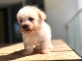 0 Numara A Kalite Maltipoo Yavrular