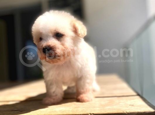 0 Numara A Kalite Maltipoo Yavrular