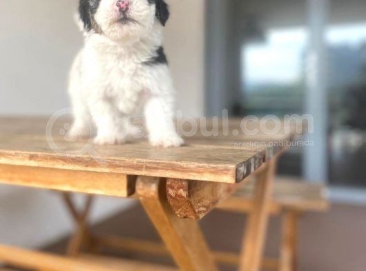 Morkie Bebekler görsel
