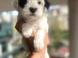 Morkie Bebekler