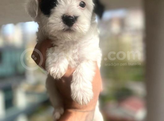 Morkie Bebekler görsel
