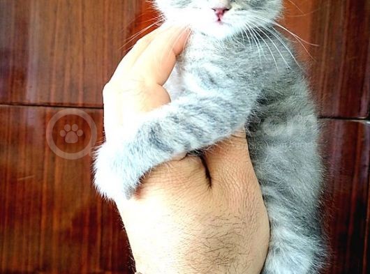 Scottish Fold Yavrular