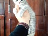 Scottish Fold Yavrular