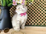 Süper Kalite Lilac Tabby Scottish Fold Yavrumuz Bizar