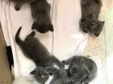 En Kali̇teli̇ Safkan Scottish Fold