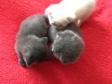En Kali̇teli̇ Safkan Scottish Fold