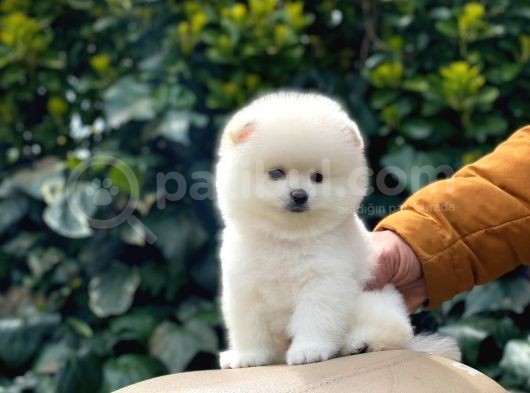 Sevi̇mli̇ Pomerani̇an