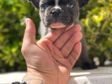 Blue French Bulldog Yavrumuz