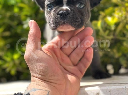 Blue French Bulldog Yavrumuz görsel
