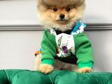 Teddy Bear Pomerani̇an Boo Yavrular