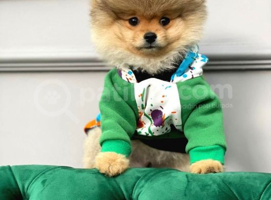 Teddy Bear Pomerani̇an Boo Yavrular görsel