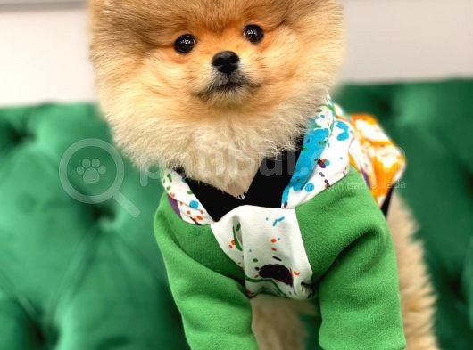 Teddy Bear Pomerani̇an Boo Yavrular