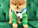 Teddy Bear Pomerani̇an Boo Yavrular