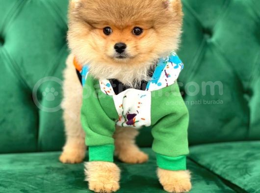 Teddy Bear Pomerani̇an Boo Yavrular görsel