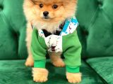 Teddy Bear Pomerani̇an Boo Yavrular