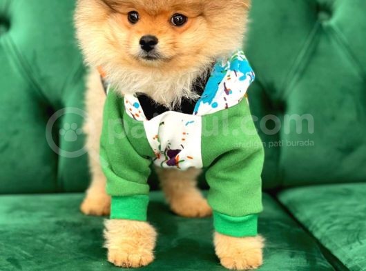 Teddy Bear Pomerani̇an Boo Yavrular görsel