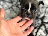 Blue French Bulldog Yavrumuz