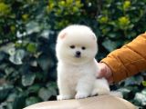Sevi̇mli̇ Pomerani̇an