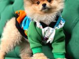 Teddy Bear Pomerani̇an Boo Yavrular