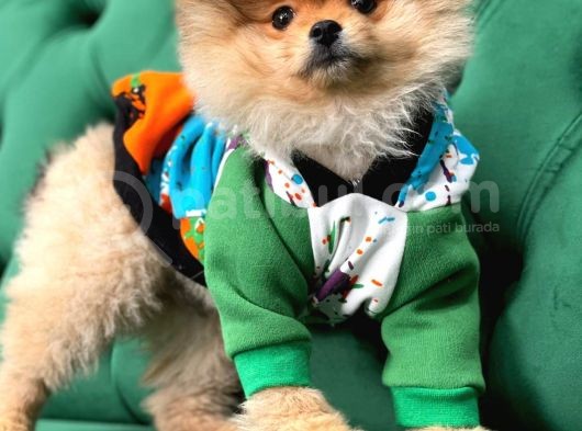 Teddy Bear Pomerani̇an Boo Yavrular görsel